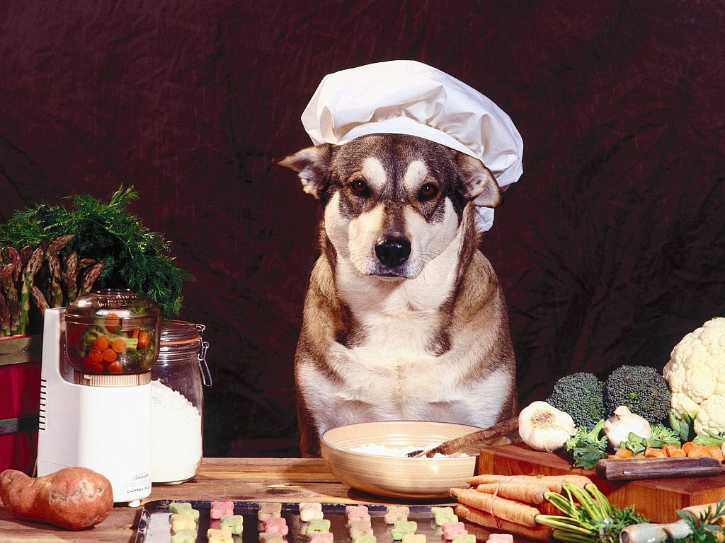 Health Food Husky